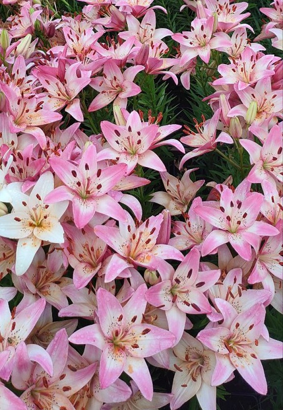 Лилия Розелла Дрим